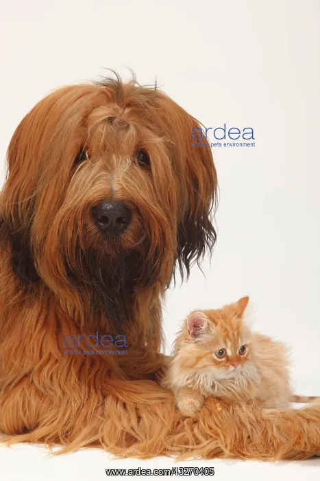  : Briard or Berger de Brie, 1 year, and domestic cat