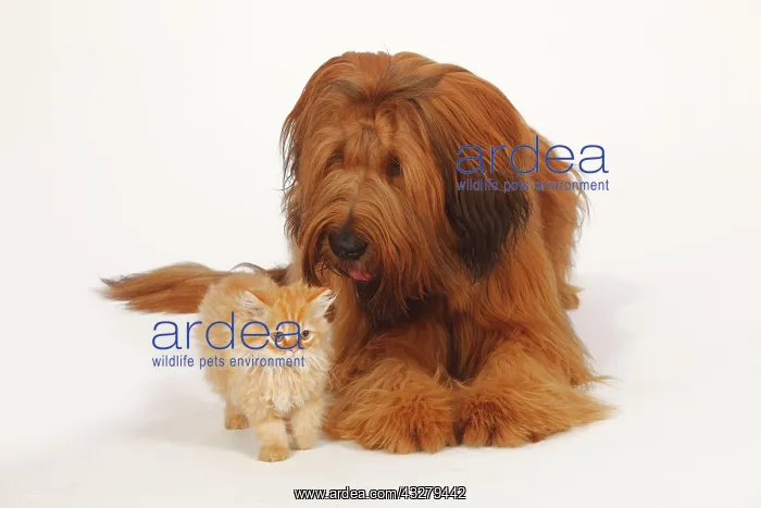 : Briard, Berger de Brie, 1 year, and domestic cat : Briard, Berger de Brie, 1 year, and domestic cat