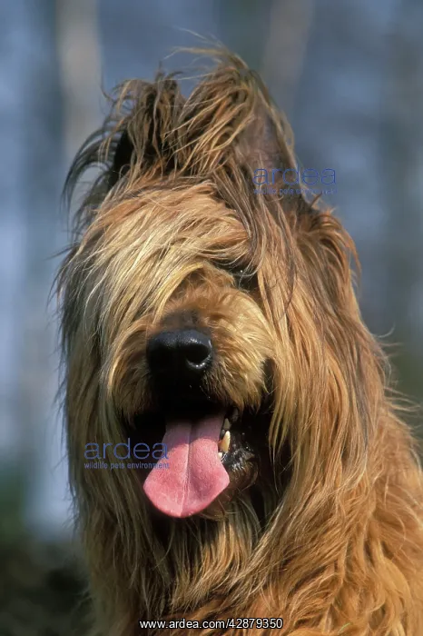  : Briard  /  Berger de Brie DOG