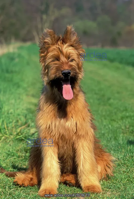 : Briard / Berger de Brie DOG - Puppy sitting down : Briard / Berger de Brie DOG - Puppy sitting down