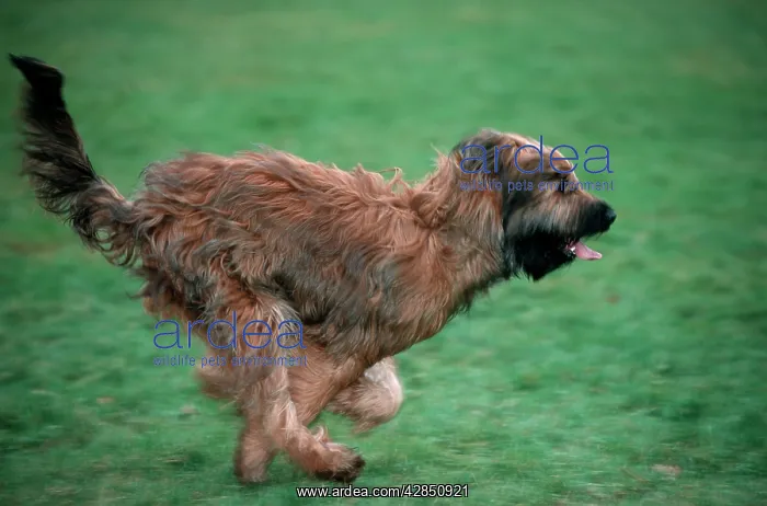 : Briard / Berger de Brie DOG - running at high speed : Briard / Berger de Brie DOG - running at high speed