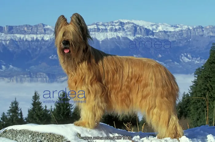 : Briard / Berger de Brie DOG - in snow. Mountains : Briard / Berger de Brie DOG - in snow. Mountains