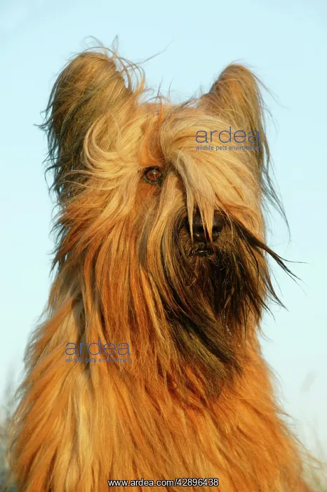 : Briard DOG - close-up : Briard DOG - close-up