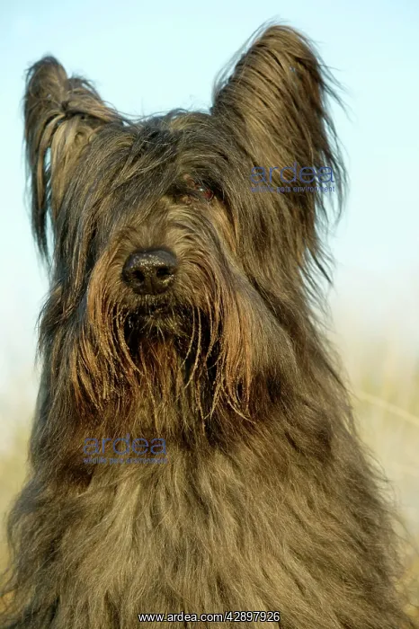 : Briard Dog - close-up : Briard Dog - close-up