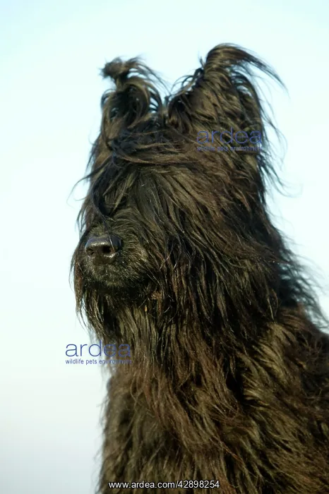 : Briard Dog - close-up : Briard Dog - close-up