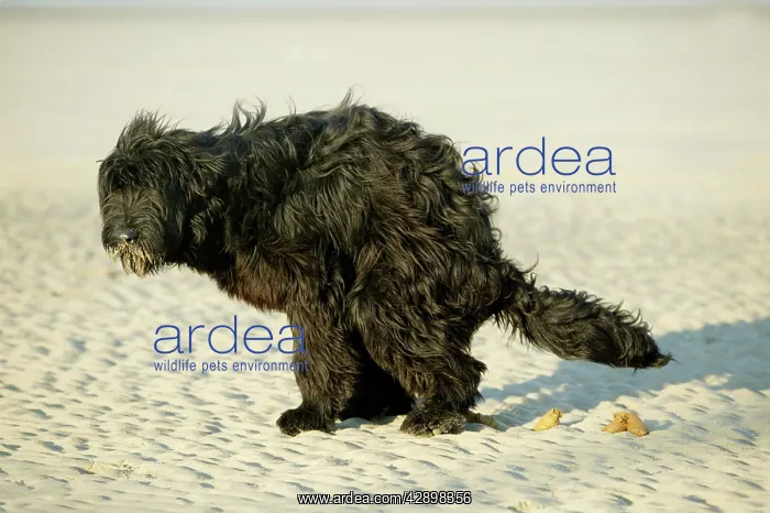  : Briard Dog - Defacating on the beach