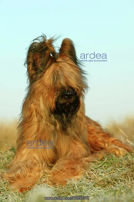  : Briard Dog - lying