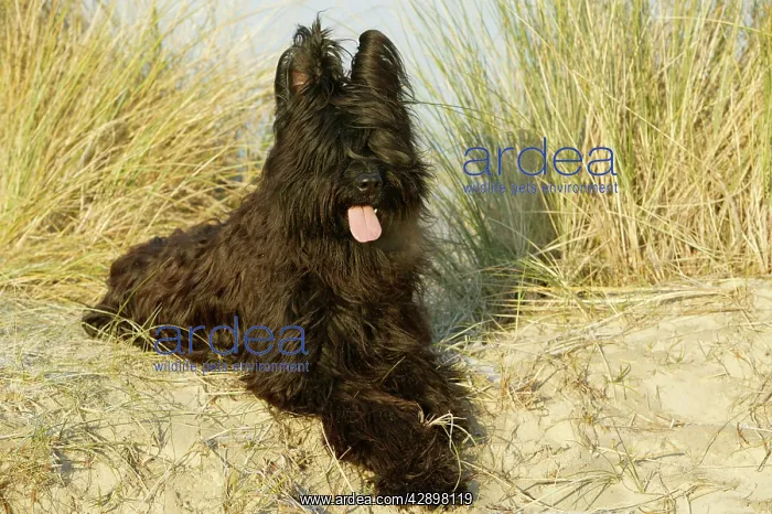  : Briard Dog - lying on beach