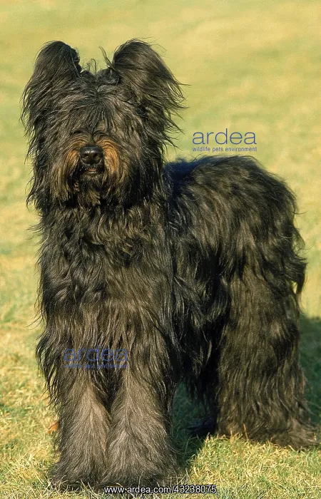 : Briard Dog, Old Standard Breed with Cut Ears : Briard Dog, Old Standard Breed with Cut Ears