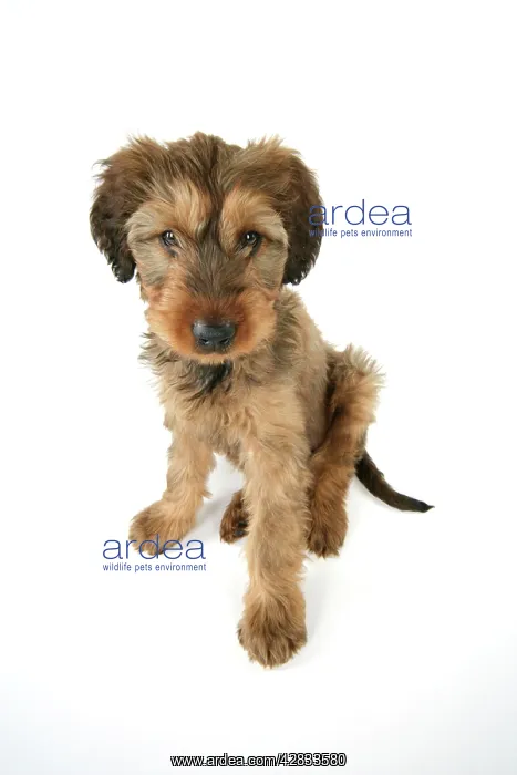  : Briard Dog - puppy