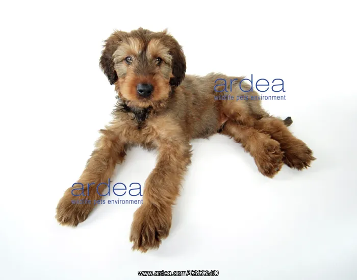  : Briard Dog - puppy