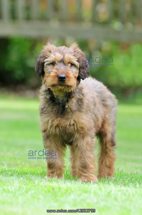  : Briard Dog - puppy on grass