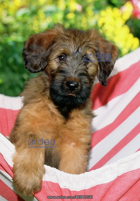  : Briard Dog - puppy in hammock