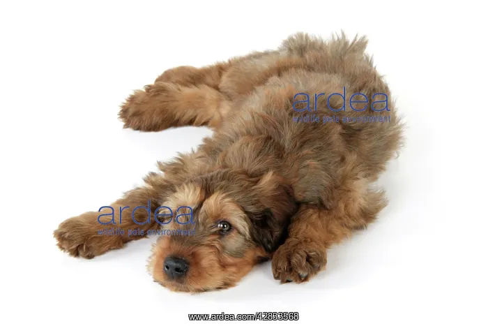  : Briard Dog - puppy lying down