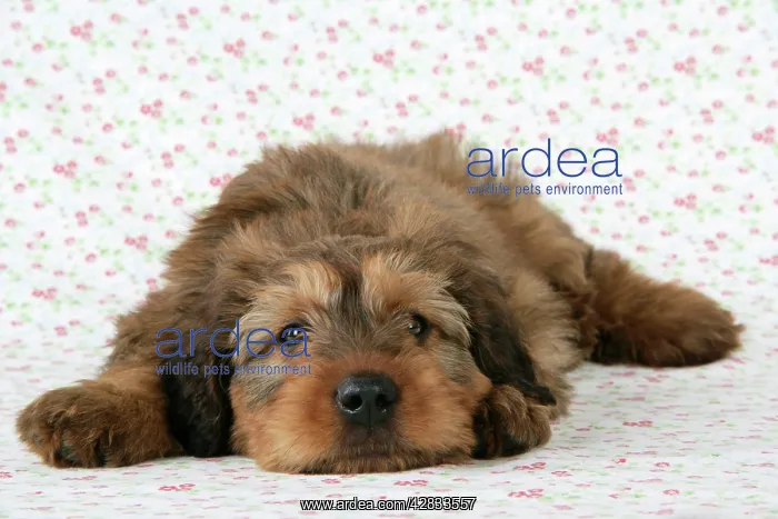 : Briard Dog - puppy lying down with flower background : Briard Dog - puppy lying down with flower background