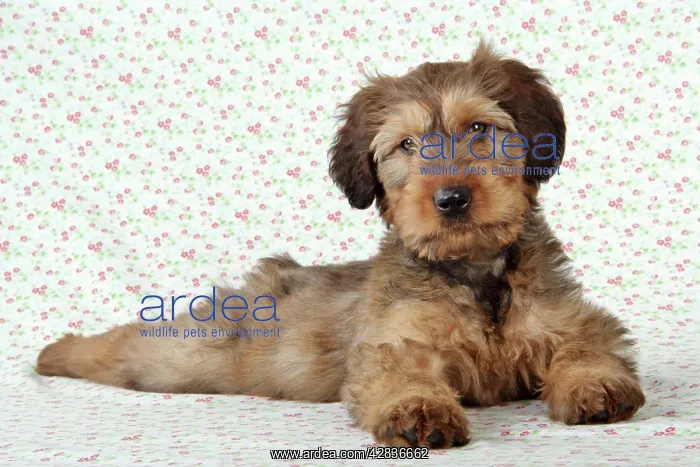 : Briard Dog - puppy lying down with flower background : Briard Dog - puppy lying down with flower background