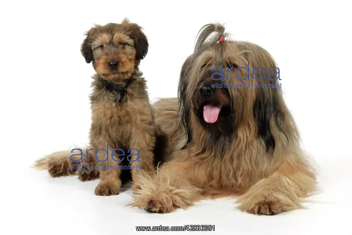  : Briard Dog - puppy with parent
