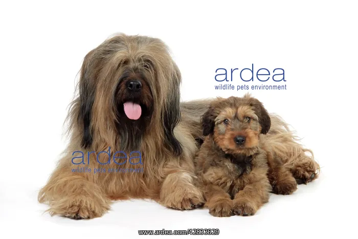  : Briard Dog - puppy with parent