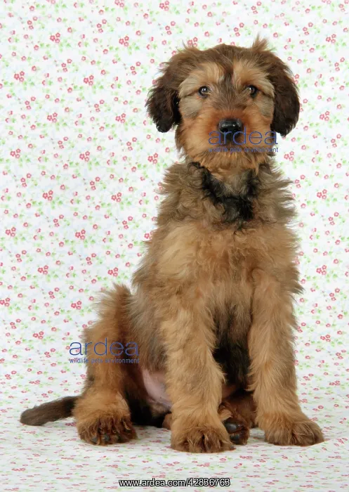  : Briard Dog - puppy sitting with flower background