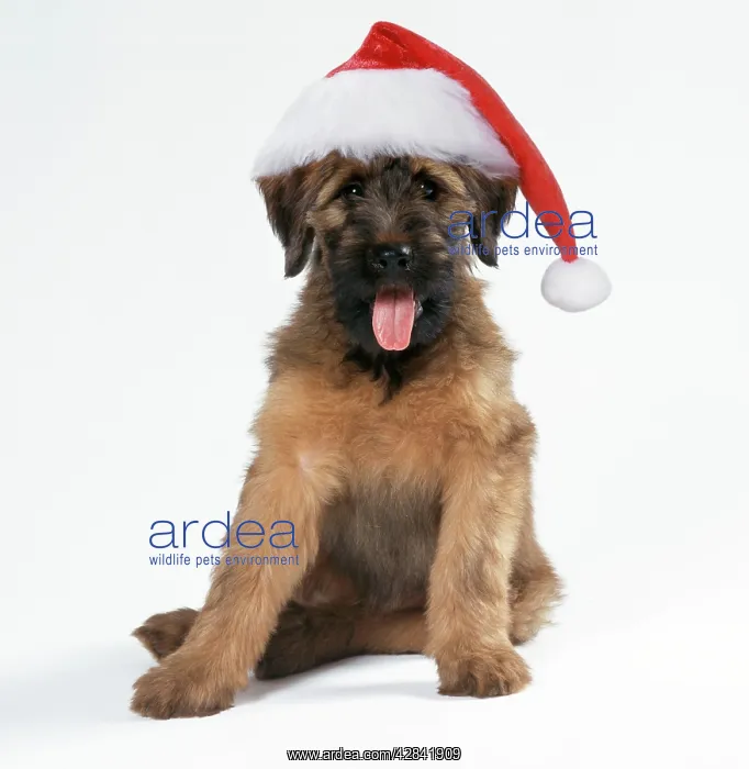  : Briard Dog - Puppy wearing Christmas hat