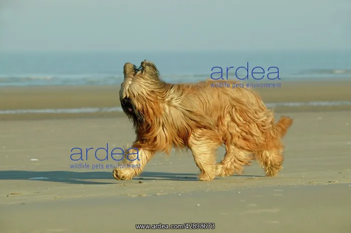  : Briard Dog - running on beach