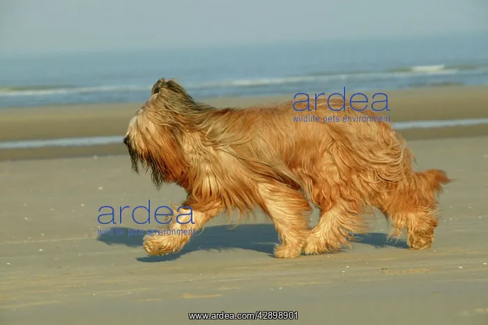  : Briard Dog - running on beach
