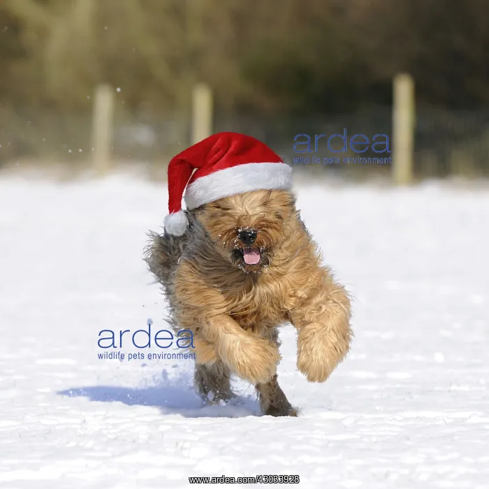: Briard Dog running through the snow wearing a Christmas hat : Briard Dog running through the snow wearing a Christmas hat