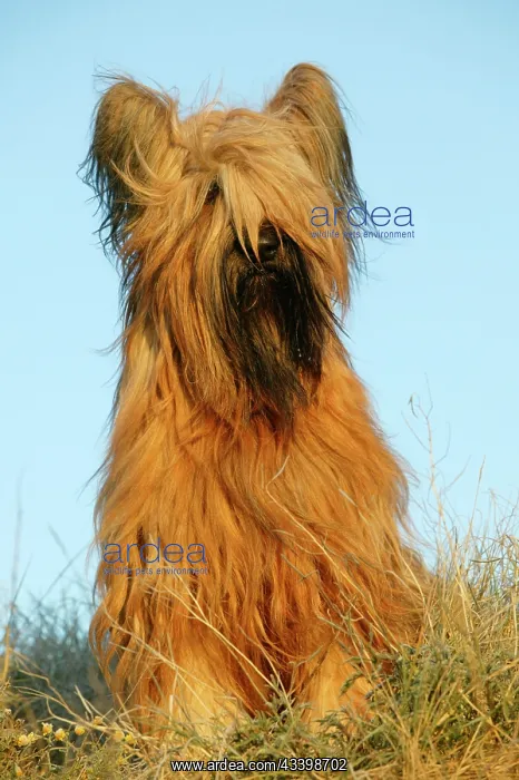: Briard Dog - sitting : Briard Dog - sitting