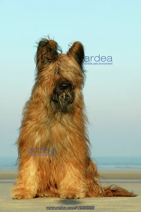 : Briard Dog - sitting on beach