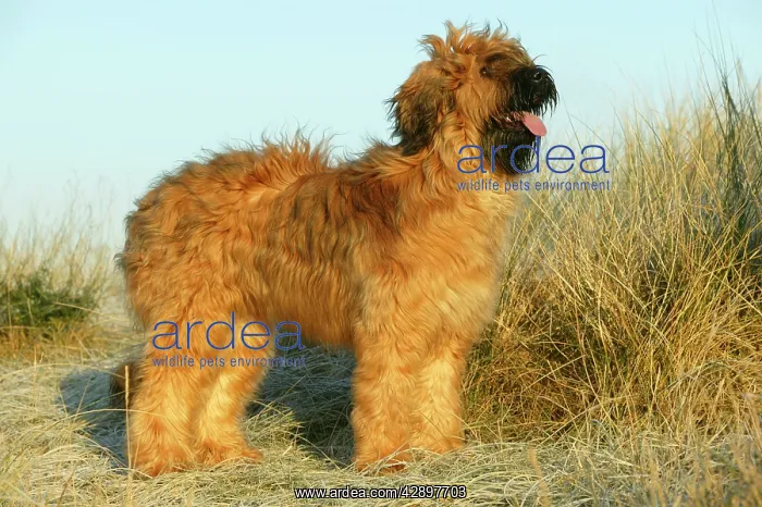  : Briard Dog - standing