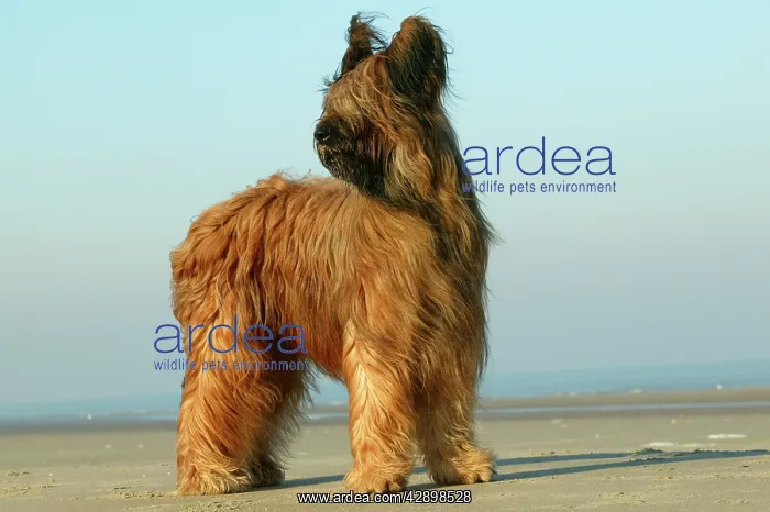  : Briard Dog - standing on beach