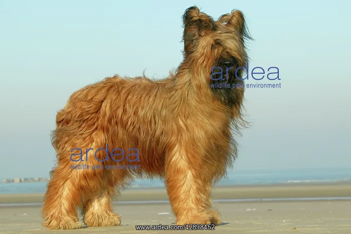 : Briard Dog - side view, standing on beach : Briard Dog - side view, standing on beach