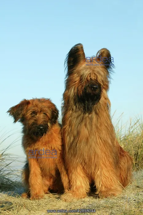  : Briard Dogs - two
