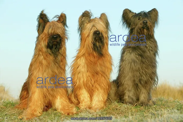  : Briard Dogs - three in a row
