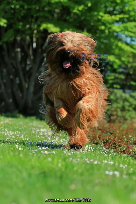 : Briard jumping, Rose Garden, Westfalenhalle, Dortmund : Briard jumping, Rose Garden, Westfalenhalle, Dortmund
