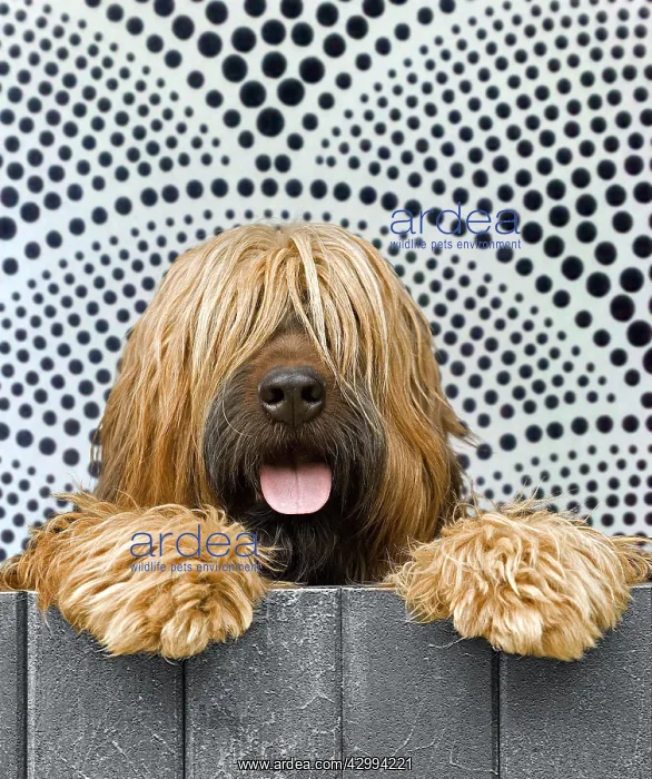  : Briard - looking over fence - patterned background
