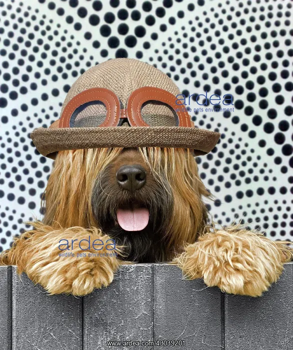 : Briard - looking over fence - patterned background : Briard - looking over fence - patterned background