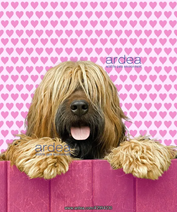  : Briard - looking over pink fence - heart background