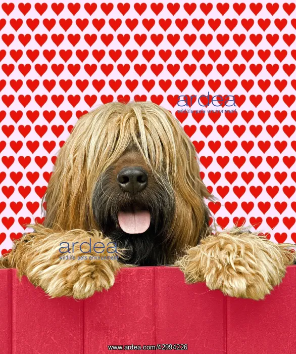  : Briard - looking over red fence - heart background