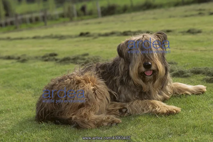 : Briard lying in the grass : Briard lying in the grass