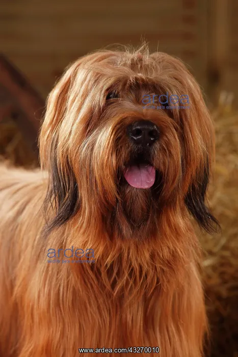 : Briard, male, Berger de Brie, animal portrait : Briard, male, Berger de Brie, animal portrait