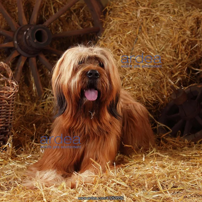 : Briard, male, Berger de Brie, lying on straw in : Briard, male, Berger de Brie, lying on straw in