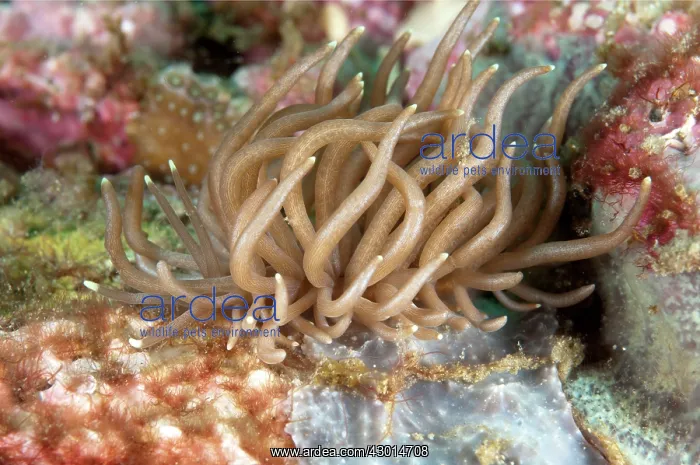 : Briareum Phyllodesmium Nudibranch : Briareum Phyllodesmium Nudibranch