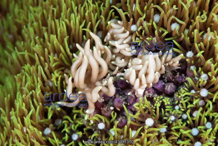  : Briareum Phyllodesmium Nudibranches