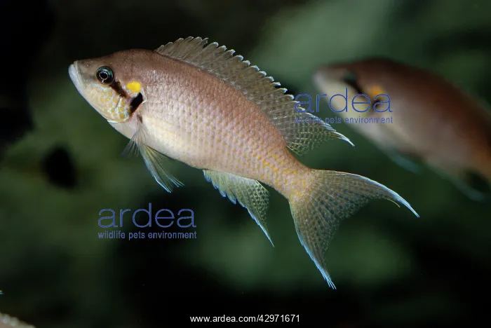 : Brichardi Cichlid : Brichardi Cichlid