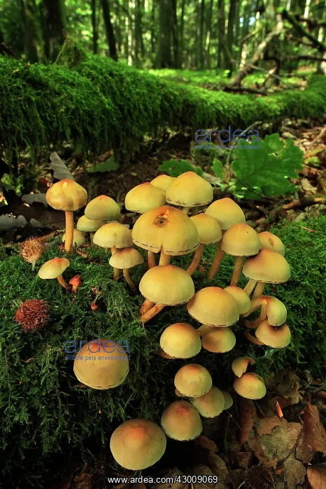  : Brick Cap Fungi