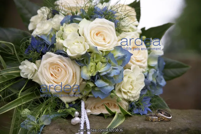 : Bridal bouquet : Bridal bouquet