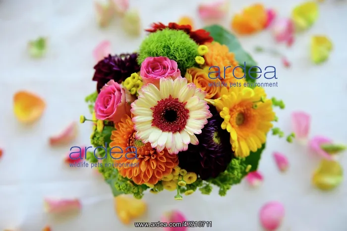 : Bridal bouquet : Bridal bouquet