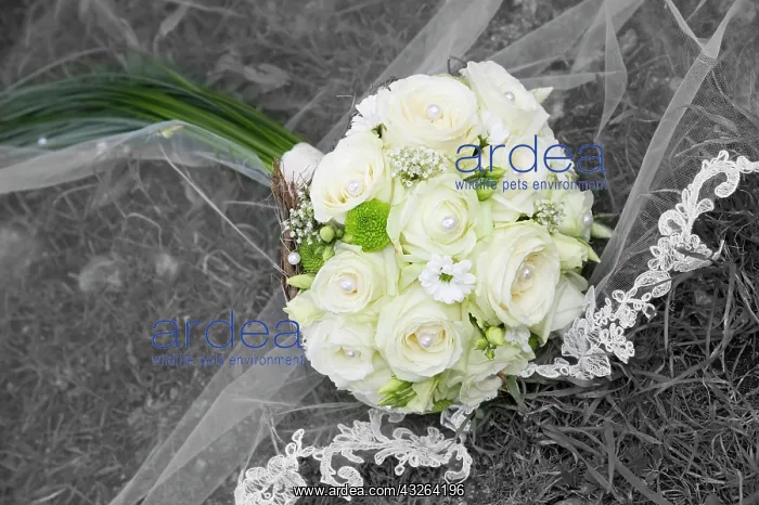 : Bridal bouquet : Bridal bouquet