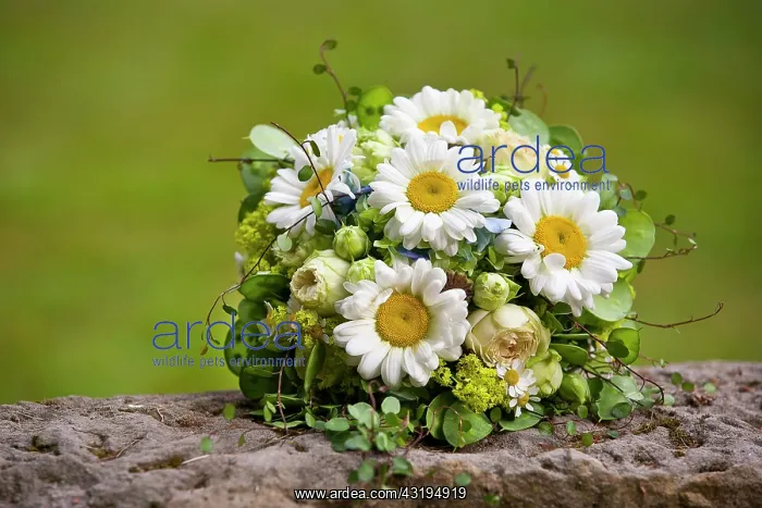 : Bridal bouquet with daisies Brautstrau&, x182d;it : Bridal bouquet with daisies Brautstrau&, x182d;it